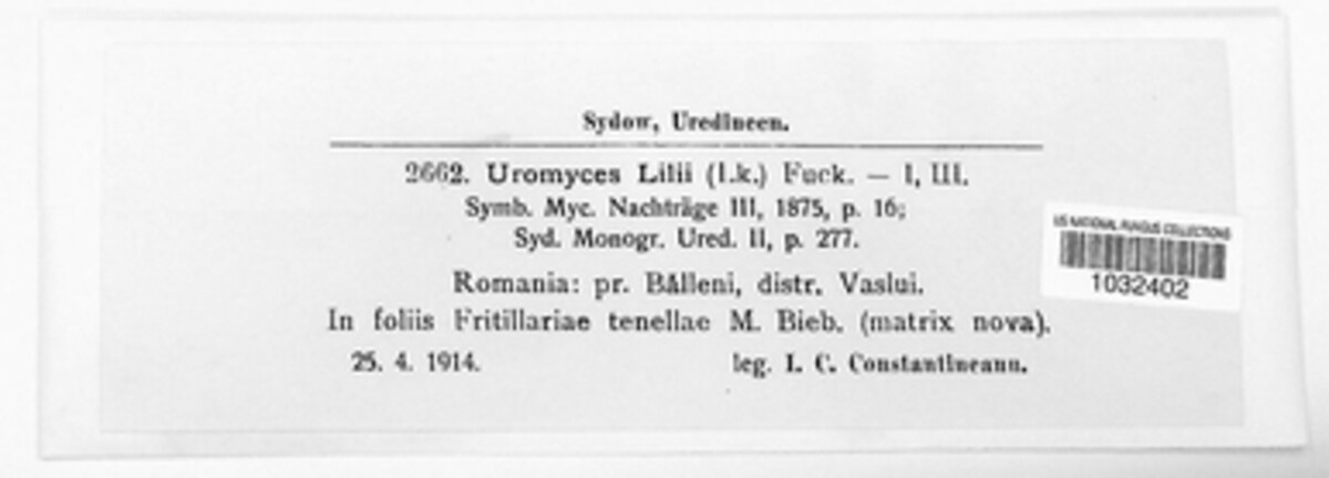 Uromyces aecidiiformis image